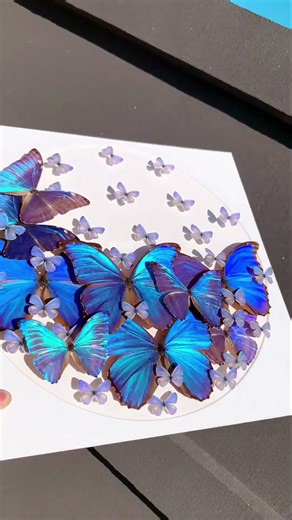 Cánh bướm lấp lánh ánh cực quang xanh thẳm #butterfly #frame #specimen