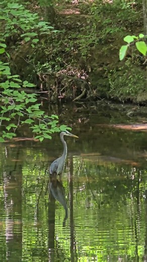Scenic Great Blue Heron