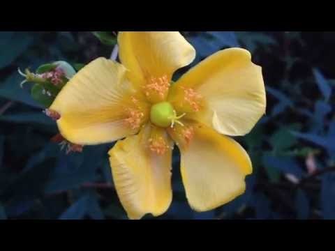 Surgery Preparation Meditation and Guided Relaxation