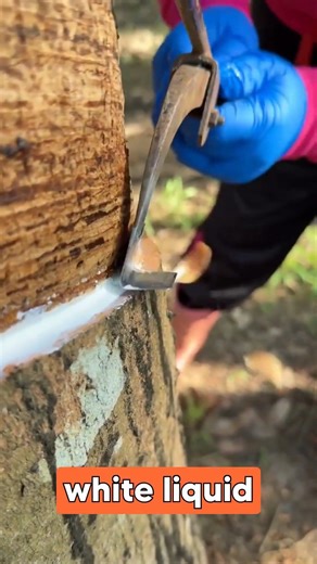The Secret Source of Natural Rubber: Satisfying Tree Tapping 🌳