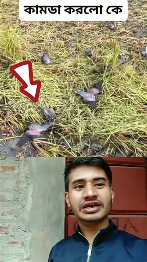 Farmer Catches Bird While Harvesting Rice 🌾🐦 | Cruel or Survival? | #Shorts #shortvideo #viralvideo