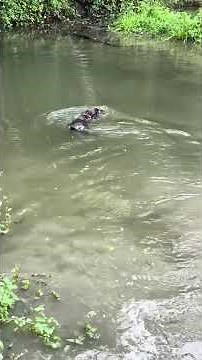 J’éduque ma chienne labrador de 4 mois au rapport dans l’eau 💦🐶