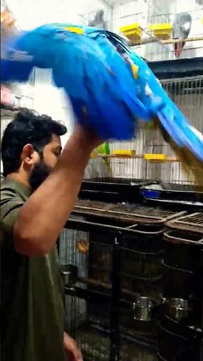 Macaw Parrot for Sale in SADAR Market.