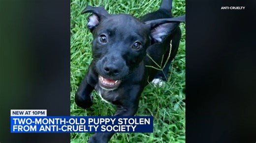 Stolen 2-month-old puppy safely returned to River North shelter, Anti-Cruelty says