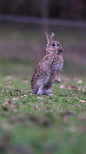 If You Hear This Sound at Night… Don’t Follow It 😱