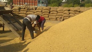 MP farmers stare at debt burden as crops sell below MSP