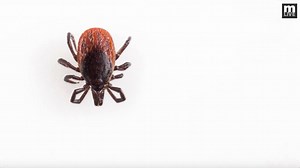 392K views · 361 reactions | Watch out: It's tick season in Michigan. | MLive.com | Facebook