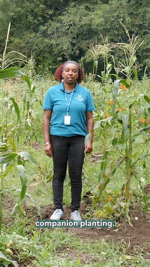 Learn about gardening in Wampanoag culture and society with this video featuring Malissa Costa, Manager of the Historic Patuxet Homesite at Plimoth Patuxet Museums. #PlimothPatuxet #Museums #WampanoagIndigenousProgram #NationalGardeningDay #Gardening #EarthMonth #EarthDay #Smithsonian | Plimoth Patuxet Museums
