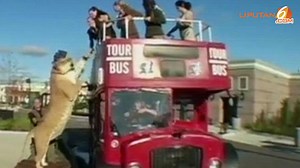 [VIDEO] Lihat! Hercules, si Kucing Terbesar di Dunia