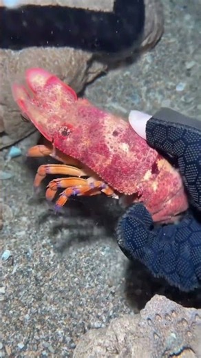 Caught A Rare Alien Slipper Lobster In The Sand! #deepsea #fishing #underwaterfishing #ocean #Shorts
