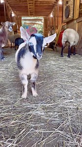 28K views · 4K reactions | Our new Baby Nigerian Dwarf Goat | Our Farmacy | Facebook