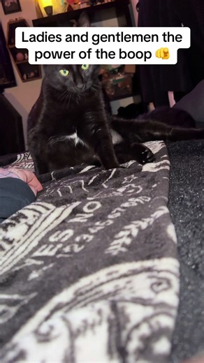 The Power of the Boop in Cat Culture