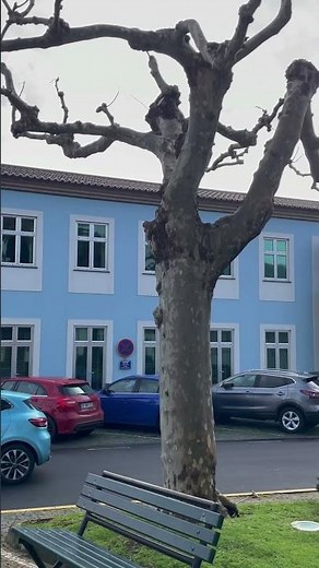 Hotel Caracol, Terceira Island | 4-Star Stay in the Azores #azores #travelshorts #portugaltravel