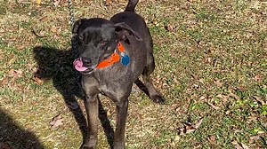 Want to spend more time in the outdoors? Do you enjoy working dogs? We recently joined the American Treeing Feist Association at Prentice Cooper. Here's a short video to learn more about this dog and the group. Visit americantreeingfesit.com or find them on Facebook. Learn more about Prentice Cooper at: https://www.tn.gov/twra/wildlife-management-areas/cumberland-plateau-r3/prentice-cooper-wma.html | Tennessee Wildlife Resources Agency