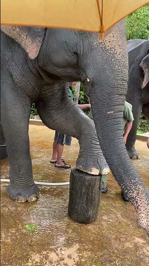 Nature With Elephants 🐘 | Majestic Giants Living Free in Cambodia’s Forest Sanctuary