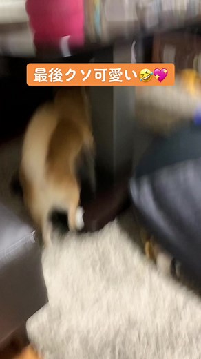 自分が可愛いと知っている柴犬の魅力