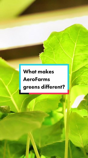 Revolutionizing Agriculture with Aeroponics