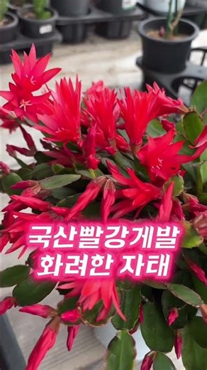 26.4.22#국산 #빨강 #게발선인장 #공주농원