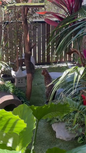 Turns out a respectable trim makes all the difference. #springclean #gardening #catio #catenclosure #skeeterthebengal | Skeeter The Bengal