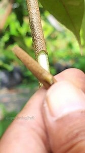 6.7K views · 67 reactions | Fruit Tree Grafting Tips #gardening101 | GardeningFruit | Facebook
