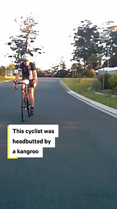 This kangaroo was attempting to cross the road when he bounced right into a cyclist 😅 | NowThis