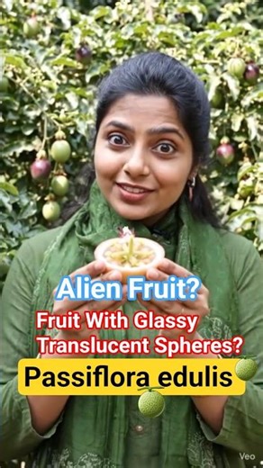 Passiflora edulis 🫐Do you know ? #fruit #trending #conceptclarity #botanylovers #botanymcqs