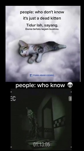 3 Girls and 1 Kitten Video - Heartwarming Friendship Captured