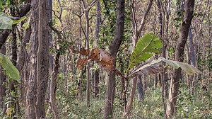 You won't get eaten alive if you can spot the tiger in the woods in 20 seconds
