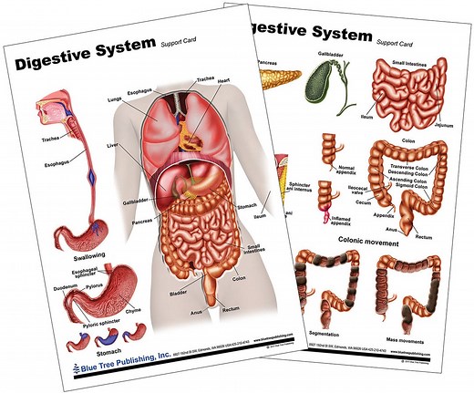 Digestive System Anatomical Chart and Poster - Etsy