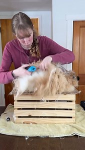 Shearing Daphne is a pleasure because the fiber seems to melt away from my clippers. Each rabbit has a slightly different texture to their fiber, which is another reason why good breeding and genetics are so important. Overly cottony textured coats, for example, can be not only extremely prone to matting but difficult to shear as well. Sometimes if you are having a problem with your clippers not cutting through the Angora coats it’s time to look at the rabbit and not the shears.💗 | Cedar Hill F