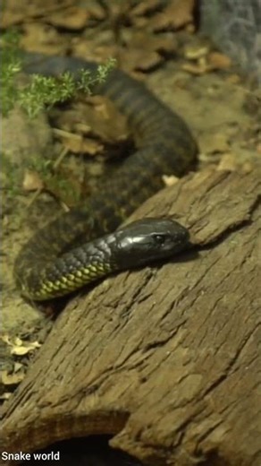 This is a Python 🐍#shorts#youtubeshorts#python#snake#snakefacts#wildlife#reptiles#nonvenomous#animal