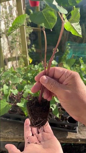 Semez vos haricots COMME ÇA pour éviter le froid et les limaces 🌱 Astuce potage
