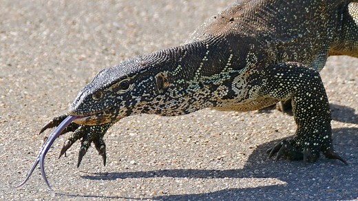 These invasive Georgia lizards are the biggest, most dangerous in US