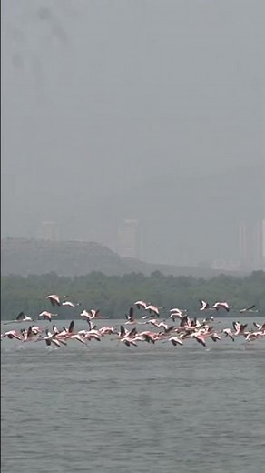 THOUSANDS OF FLAMINGOS flying 🦩