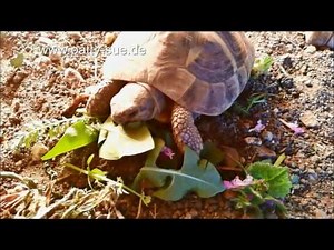 griechische Landschildkröte frisst Löwenzahnblätter
