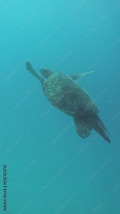Sea green turtle swims in its natural habitat. Sipadan, Malaysia.