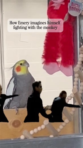 Emery is obviously the main character, monkey is the villain. Do you see those feet? Those are villain feet. 😂 #toronto #funnyanimals #birdsoftiktok #pets #funnypets