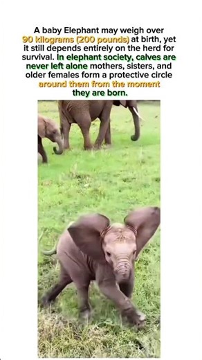 The Herd Never Lets the Baby Walk Alone.. #shorts #shortvideo #shortsfeed #short #shortsviral #viral