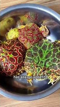 Popular Frog Species & Whether You Can Keep Them 🐸