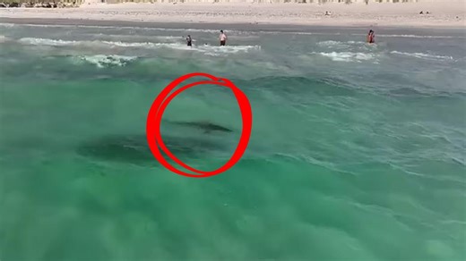 Tiger shark closes Perth beach
