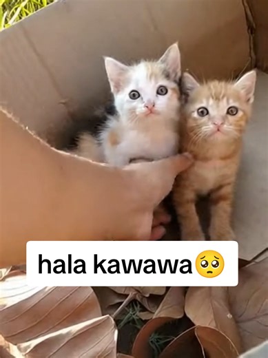 Cute Cats Compilation: Wholesome Moments to Smile About