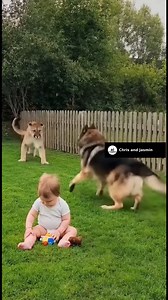 1M views · 13K reactions | Dog saves kid from mount lion | Chris And Jasmin | Facebook