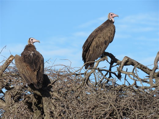 'Yay!' for Vulture Conservation as First Hooded Vulture Nest Confirmed in KZN