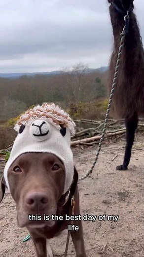 45K views · 2.6K reactions | The best day ever! 蓮 #familygoals #FamilyLove #familyfun #Family #labrador #dogwalk #llama #familytrip #familyday #goodboy #familytime #dogsoftiktok #familyphotography #familyfirst | Angela Gillon | Facebook