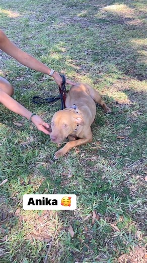 7.7K views · 253 reactions | Anika is the last of the alleged...