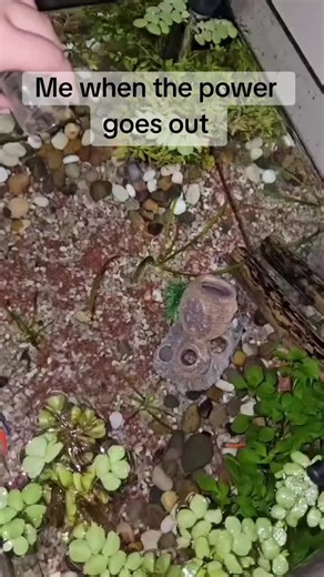 Me Every 30 Minutes When The Power Goes Out #fish #fishtok