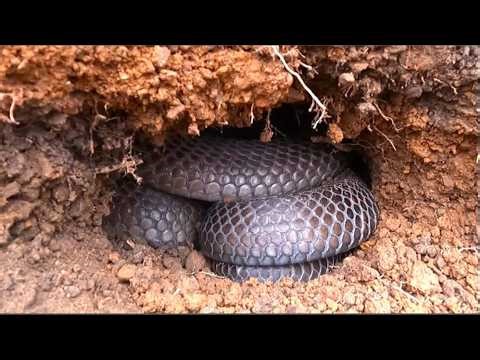 Horrified to discover the world's largest king cobra nest on the mountainside.