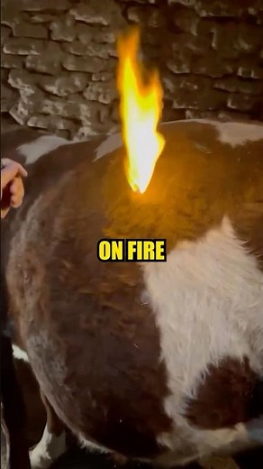 This Cow was set ON FIRE ! 😲