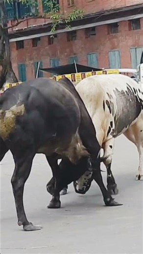 "Two Cows Fight for Dominance | Real Cow Fight in the Field" #cow #animals