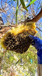 I just completed a bee removal in Monaco, California where I rescued a beautiful clump of honey bees that had formed a strong and healthy hive. The comb was soft, fresh, and vibrant—not crusty like I usually expect. Most of the colony had already moved into the box by the time I was scraping off the remaining wax. The bees settled down quickly, making this one of the smoothest bee rescues I’ve handled—no waiting for days, just fast and humane honey bee relocation. Every bee rescue I perform is d